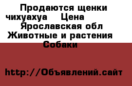 Продаются щенки чихуахуа. › Цена ­ 11 000 - Ярославская обл. Животные и растения » Собаки   